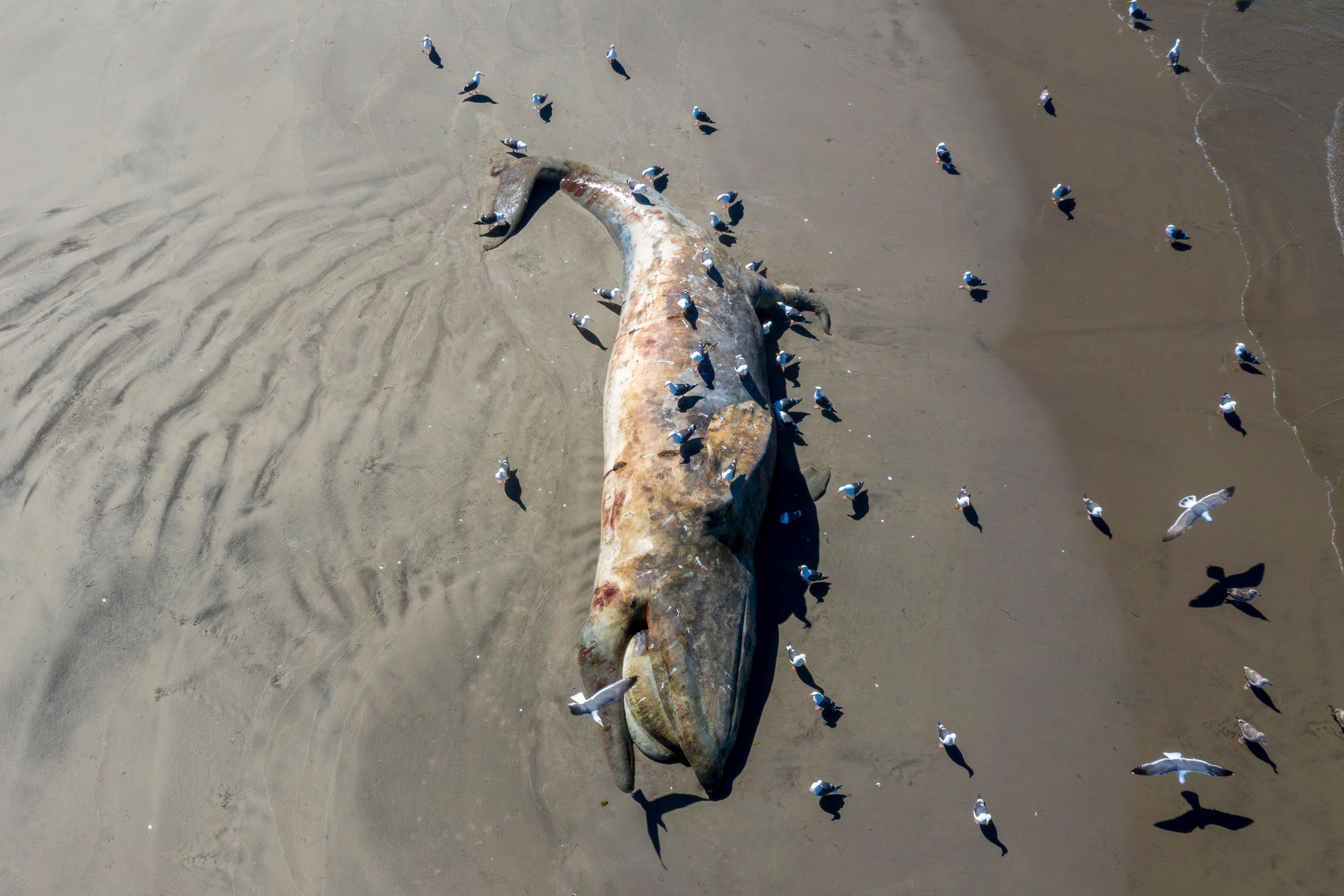 Stranded Grey Whale © Adobe Stock Images