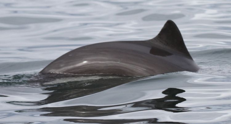Phocoena phocoena. © Nicola Hodgins / WDC
