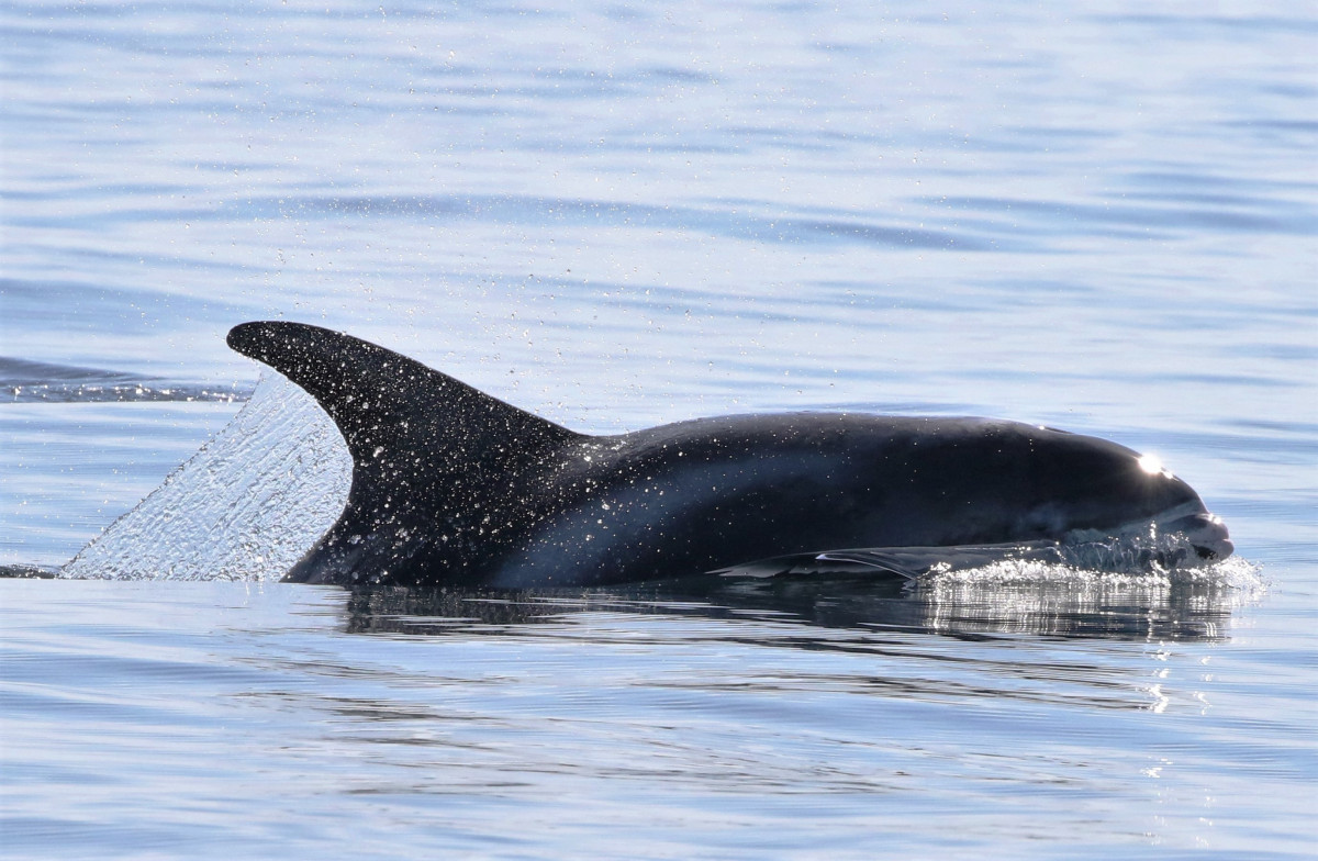 White-beaked dolphin © Nicola Hodgins / WDC